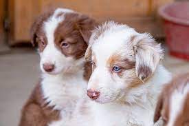A Complete Guide To The Border Collie Australian Shepherd Mix All Things Dogs All Things Dogs
