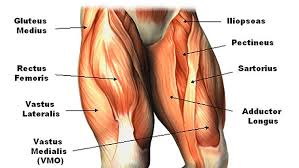 Human leg muscles diagram leg muscle chart gosutalentrankco. Tip Squatting Misses This Leg Muscle T Nation