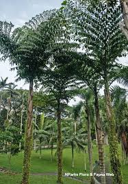 Image result for Caryota