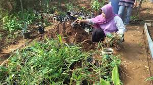 Sebagaimana penanaman pada lahan terbuka, proses penanaman juga bisa menjadi bagian penting dalam cara menanam jahe di polybag. Cara Menanam Jahe Di Tanah Belajar Agribisnis