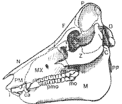 structure of the skeleton