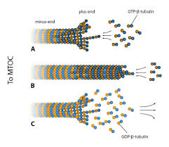Jul 04, 2020 · plant cell diagram. What Is Microtubule Dynamic Instability Mbinfo