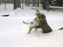 Video Gepard Und Labrador Haben Spass Im Schnee Tiere Vienna At