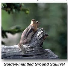While tree squirrels have a few behaviors that help them survive winter, they don't actually hibernate. Do Hibernating Squirrels And Marmots Have Better Resistance To Cold Than Other Mammals Even Before They Enter Hibernation It Seems Like They Would Be Too Cold To Sleep All Winter Idaho
