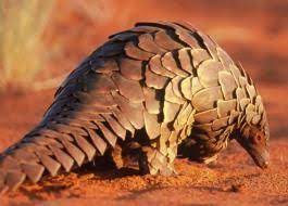 Pangolin African Wildlife Foundation African Wildlife Pangolin Animals
