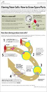 Maybe you would like to learn more about one of these? How Stem Cell Cloning Works Infographic Live Science