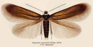 Image result for Stigmella samiatella