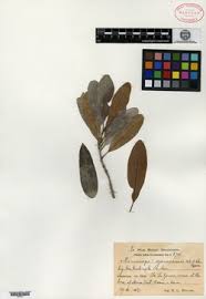 Image result for Manilkara koechlinii