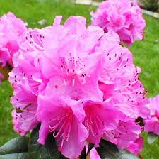 Olga Mezitt Rhododendron 1 5m High A Large Leaved Evergreen With Spectacular Clusters Of Clear Pink Flowers In Ma Evergreen Flowers Beautiful Flowers Flowers