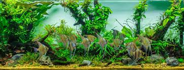 While aquascapes are usually freshwater environments, there are also saltwater designs. The Ultimate Beginner S Guide To Aquascaping Your Aquarium