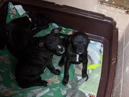 It's a medium size at about 15 to 20 inches tall, bigger than a pure chihuahua, and smaller than a. What Are These Puppies Mixed With Pitbulls Terrier Chihuahua Black Dogs City Data Forum