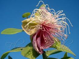 Image result for Capparis cartilaginea