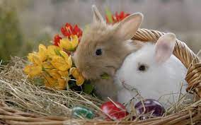 Ausmalbilder der hauptattribute von ostern. Galerie Von Herunterladen Hintergrundbild Ostern Kaninchen Niedlich Ostern Hintergrundbilder Bilder Bilde Susseste Haustiere Ausgestopftes Tier Baby Kaninchen