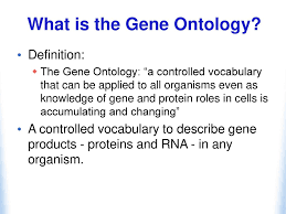Go The Gene Ontology Functional Enrichment Analysis Ppt Download