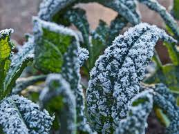 Check spelling or type a new query. How Frost Can Make Your Veg Even Tastier Gardening Advice The Guardian