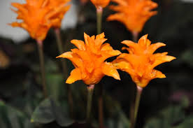 Bright orange flowers at the ends of the branches. How To Care For Calathea Crocata Eternal Flame Plant Smart Garden Guide