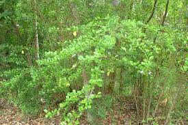 Common names include golden dewdrop, pigeon berry, and skyflower. Duranta Erecta
