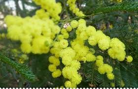Mimosa Bel Arbuste Aux Petites Billes D Or Arbuste Plante Mimosa Mimosa