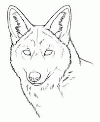 How To Draw Coyotes Prairie Wolf Wolf Face Drawing Coyote Drawing Face Drawing