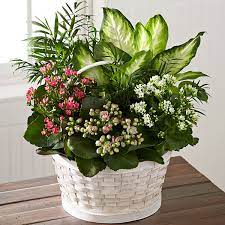 260,308 likes · 3,690 talking about this. The Rural Beauty Dishgarden Judy S Village Flowers Foxboro Ma