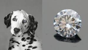 Both human and pet cremation diamonds are made of carbon extracted from life elements. Pin On Animals