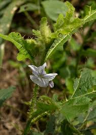 Image result for Solanum macrocarpon