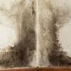 Typically, a free mold inspection is more costly than a paid one. Https Encrypted Tbn0 Gstatic Com Images Q Tbn And9gcscvy5zi3hge6wzlwd7j Ovd0u8ybg2nsbfblvstnvftodm4brw Usqp Cau