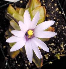 It is native to the southeastern united states. Growing Warm Temperate Pinguicula Icps