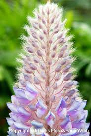 Image result for Uraria