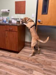 Mar 15, 2018 · address correspondence to nathan falk, md, florida hospital family medicine residency, 133 benmore dr., ste. Companion Care Pet Hospital 2069 Aloma Ave Winter Park Fl Veterinarians Mapquest