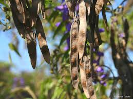 Image result for Bolusanthus