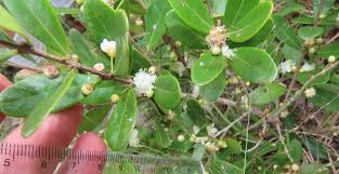 Image result for Eugenia capensis