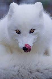 Image result for one of a kind animals
