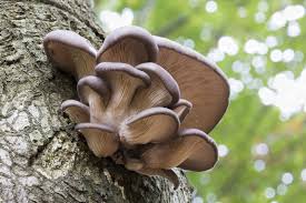 Pilze schaden dem baum, denn sie bauen die stämme, äste und stümpfe des baumes ab. Pilze Auf Baumstammen Anbauen Anleitung Experten Tipps Plantura