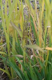 Image result for Digitaria setifolia