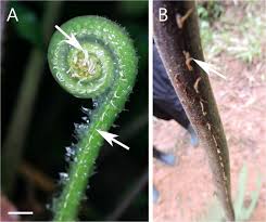 Image result for Cyathea thomsonii