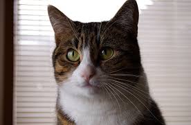 →black widow spiders can kill cats. Spiders And Cats Living Together Wired