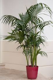 Slideshow Details Costa Farms Small Palm Trees Palm Trees Garden Plants