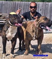 Perro de presa canario puppies available for sale in united states from top breeders and individua. 13 Dogo Canario For Sale Ideas Presa Canario Dogs Animals