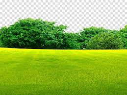 Green Grass Field Near Green Trees Lawn Grassland Woods On The Grass Transparent Background P Grass Background Light Background Images Green Grass Background