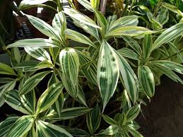 Image result for Tradescantia zanonia