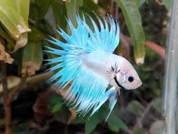 Fwbettasct1434619325 Soft White Grizzle Male Crowntail Betta Fish Betta Pet Fish