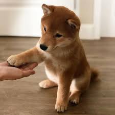 15 Cute Shiba Inu Photos To Brighten Your Day In 2020 Puppy Breeds Shiba Inu Shiba Puppy