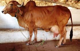 It's those cows with the big floppy ears and that big ole hump on. Top 10 High Demanding Milk Producing Cattle Breeds In India