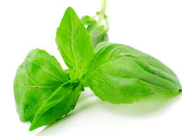Maybe you would like to learn more about one of these? Basil Oil Healthy Recipes Wiki Fandom