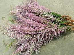 Erica Sparsa Pink Swan Tattoo Flowers Foliage