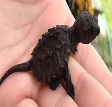 While out for a walk, a young girl spotted something unusual hidden in the  grass&mdash;a tiny black creature, motionless and mysterious. At first glance, it  looked like a harmless little lizard, so