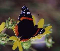 Black And White Striped Butterfly With Red Dots Butterflies 8 Butterfly Photos Butterfly White Spot