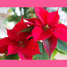 Image result for Euphorbia pulcherrima