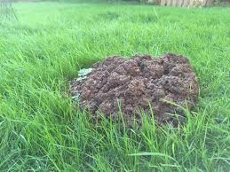 It all starts with sound and motion. A Problem With Moles In The Garden Saga